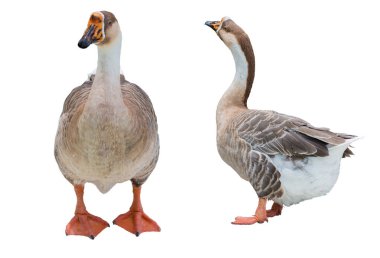 Beyaz arka planda izole edilmiş yerli beyaz kaz.