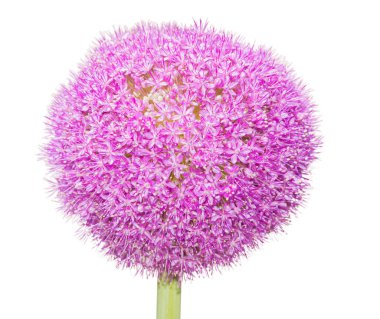 Allium Giganteum çiçeği beyaza izole edilmiş.