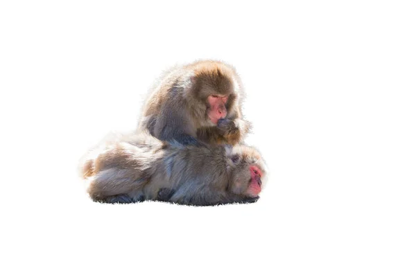 Macaca Fuscata Japanese Macaque Isolated White Background — Stock Photo, Image