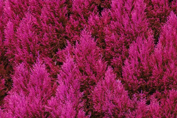 Thuja textura rosa fondo natural . — Foto de Stock