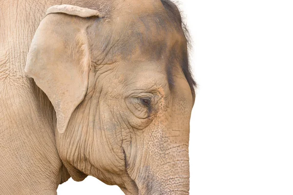 Elephant Cerrar Retrato Tan Triste Fondo Blanco — Foto de Stock