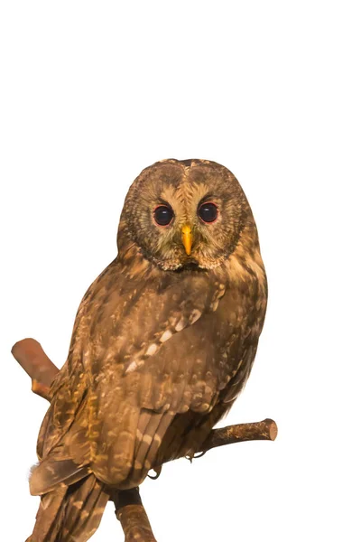 Owl Ural (Strix uralensis) pada branch — Stok Foto
