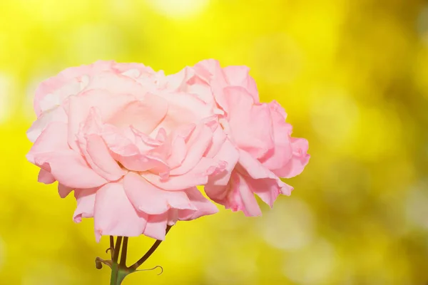 Rose Rose fleur sur fond de nature . — Photo