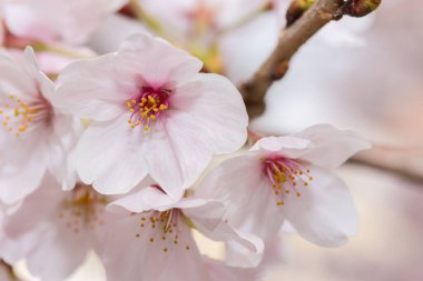 Çiçek açmış güzel pembe kiraz çiçekleri. Pembe Japon sakurası..