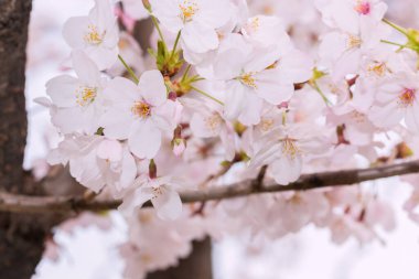 Çiçek açmış güzel pembe kiraz çiçekleri. Pembe Japon sakurası..
