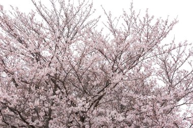Güzel pembe kiraz çiçeği beyaz arka plan izole. Kırpma yolu olan nesne.