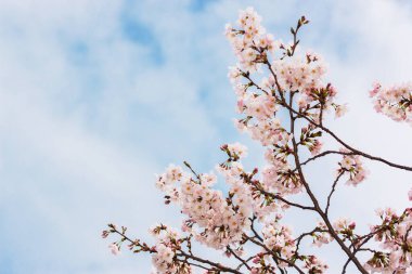 Çiçek açmış güzel pembe kiraz çiçekleri. Pembe Japon sakurası..