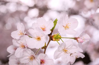 Çiçek açmış güzel pembe kiraz çiçekleri. Pembe Japon sakurası..