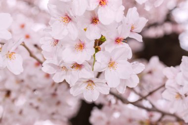 Çiçek açmış güzel pembe kiraz çiçekleri. Pembe Japon sakurası..