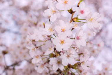 Çiçek açmış güzel pembe kiraz çiçekleri. Pembe Japon sakurası..