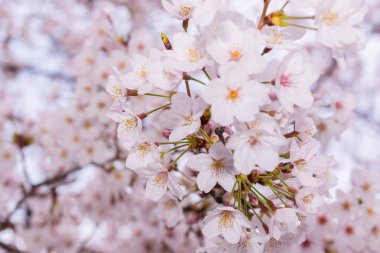 Çiçek açmış güzel pembe kiraz çiçekleri. Pembe Japon sakurası..
