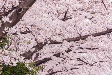 Çiçek açmış güzel pembe kiraz çiçekleri. Pembe Japon sakurası..