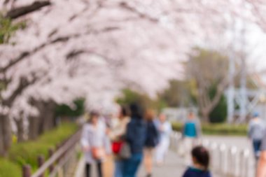 Soyut güzel bulanık arkaplan kiraz çiçekleri ya da Japonya 'da Sakura.