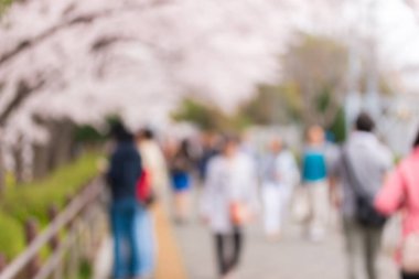 Soyut güzel bulanık arkaplan kiraz çiçekleri ya da Japonya 'da Sakura.