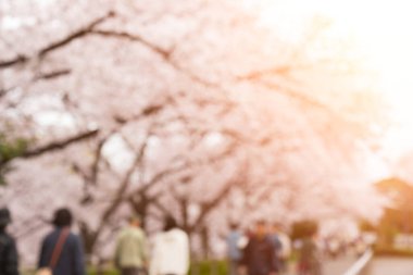 Soyut güzel bulanık arkaplan kiraz çiçekleri ya da Japonya 'da Sakura.