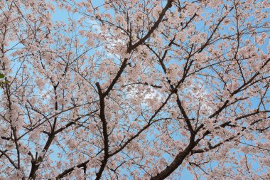 Çiçek açmış güzel pembe kiraz çiçekleri. Pembe Japon sakurası..