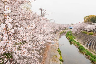 Çiçek açmış güzel pembe kiraz çiçekleri. Japon sakurası. Yamazakigawa Riverside 'dan görüntü.