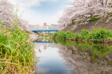 Çiçek açmış güzel pembe kiraz çiçekleri. Japon sakurası. Yamazakigawa Riverside 'dan görüntü.