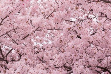 Çiçek açmış güzel pembe kiraz çiçekleri. Pembe Japon sakurası..