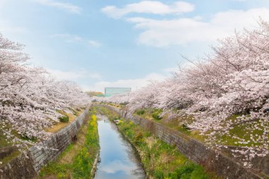 Çiçek açmış güzel pembe kiraz çiçekleri. Japon sakurası. Yamazakigawa Riverside 'dan görüntü.