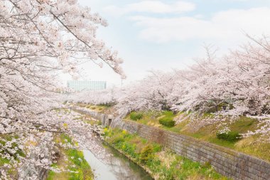 Çiçek açmış güzel pembe kiraz çiçekleri. Japon sakurası. Yamazakigawa Riverside 'dan görüntü.