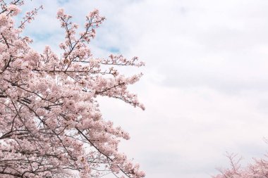 Çiçek açmış güzel pembe kiraz çiçekleri. Pembe Japon sakurası..