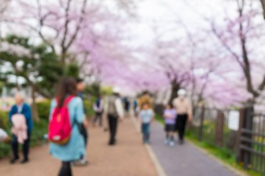 Soyut güzel bulanık arkaplan kiraz çiçekleri ya da Japonya 'da Sakura.