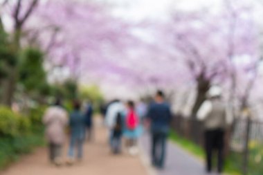 Soyut güzel bulanık arkaplan kiraz çiçekleri ya da Japonya 'da Sakura.