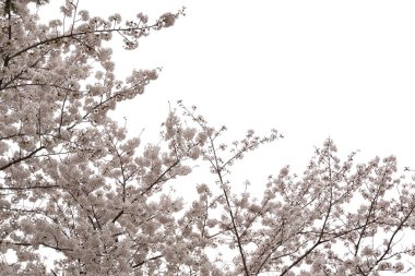 Güzel pembe kiraz çiçeği beyaz arka plan izole. Kırpma yolu olan nesne.