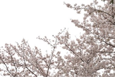 Güzel pembe kiraz çiçeği beyaz arka plan izole. Kırpma yolu olan nesne.