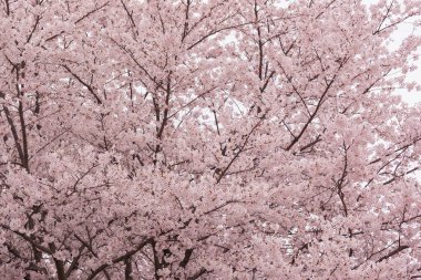 Çiçek açmış güzel pembe kiraz çiçekleri. Pembe Japon sakurası..