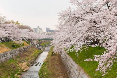 Çiçek açmış güzel pembe kiraz çiçekleri. Japon sakurası. Yamazakigawa Riverside 'dan görüntü.