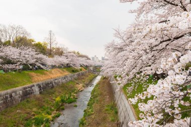 Çiçek açmış güzel pembe kiraz çiçekleri. Japon sakurası. Yamazakigawa Riverside 'dan görüntü.