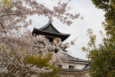 Güzel kiraz çiçeği ile ilkbaharda Inuyama kale tarihi bina dönüm noktası.