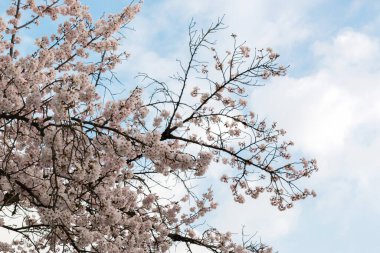 Çiçek açmış güzel pembe kiraz çiçekleri. Pembe Japon sakurası..