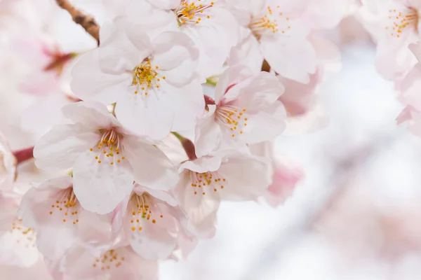 Bellissimo Fiore Ciliegio Rosa Piena Fioritura Sakura Giapponese Rosa — Foto Stock
