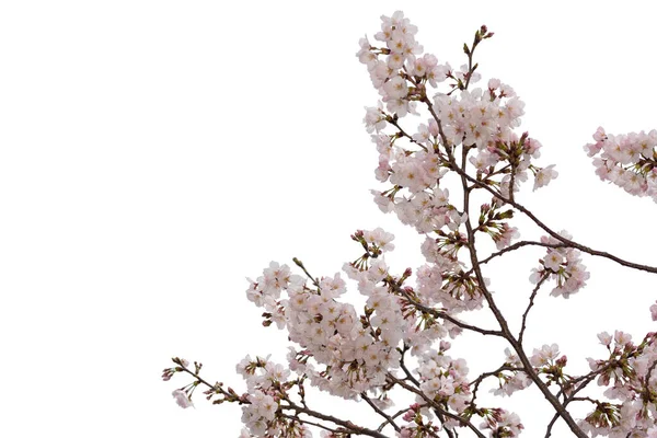 Hermosa Flor Cerezo Rosa Aislada Sobre Fondo Blanco Objeto Con —  Fotos de Stock