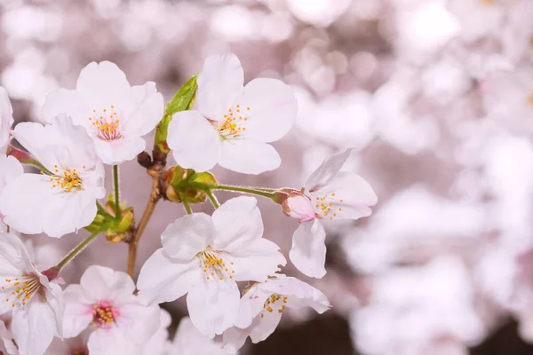 Bellissimo Fiore Ciliegio Rosa Piena Fioritura Sakura Giapponese Rosa — Foto Stock