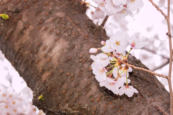 Bellissimo Fiore Ciliegio Rosa Piena Fioritura Sakura Giapponese Rosa — Foto Stock