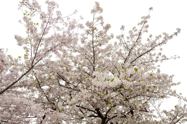 Güzel Pembe Kiraz Çiçeği Beyaz Arka Plan Izole Kırpma Yolu — Stok fotoğraf
