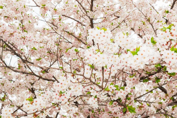 Piękny Różowy Kwiat Wiśni Pełnym Rozkwicie Różowy Japoński Sakura — Zdjęcie stockowe