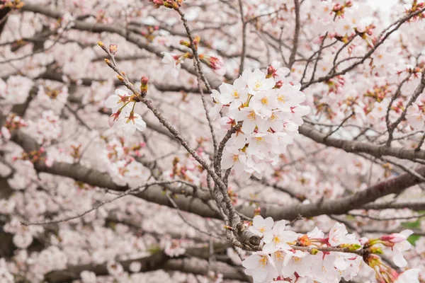 満開の美しいピンクの桜 ピンクの桜 — ストック写真