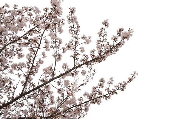 Όμορφο Ροζ Άνθος Κερασιάς Απομονώνεται Λευκό Φόντο Αντικείμενο Διαδρομή Αποκοπής — Φωτογραφία Αρχείου