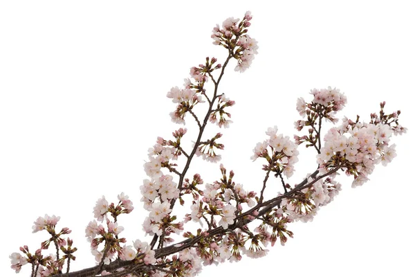 Güzel Pembe Kiraz Çiçeği Beyaz Arka Plan Izole Kırpma Yolu — Stok fotoğraf