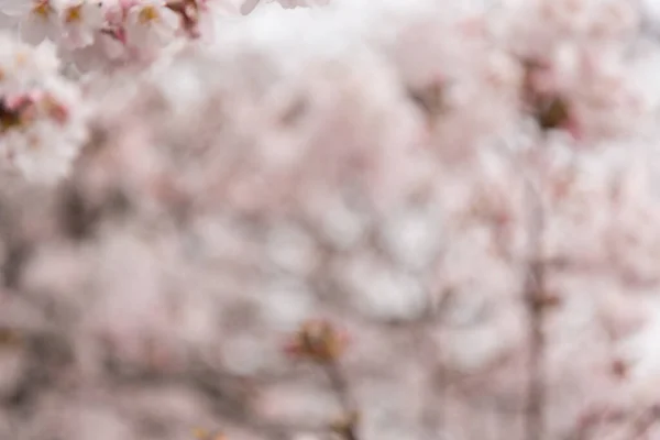 벚꽃이나 쿠라의 추상적 아름다운 — 스톡 사진