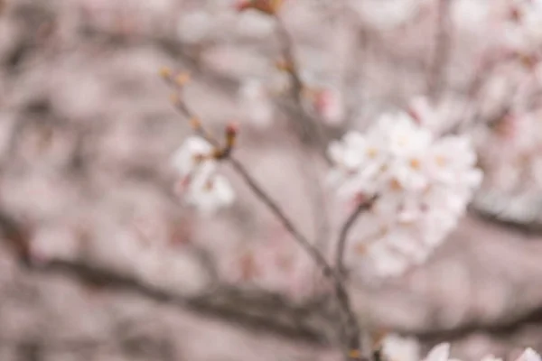 벚꽃이나 쿠라의 추상적 아름다운 — 스톡 사진