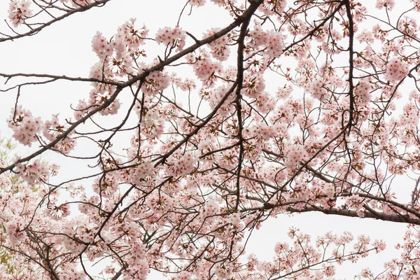 Schöne Rosa Kirschblüte Voller Blüte Rosafarbener Japanischer Sakura — Stockfoto