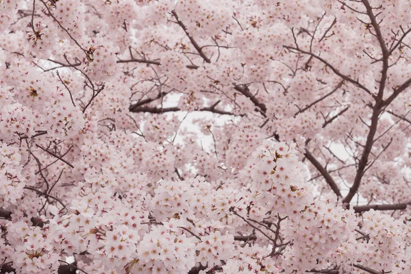 Красива Рожева Вишня Цвіте Повному Розквіті Рожевий Японський Сакура — стокове фото
