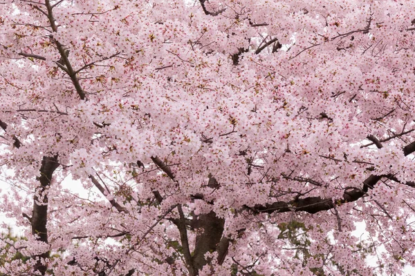 Hermosa Flor Cerezo Rosa Plena Floración Rosa Japonés Sakura —  Fotos de Stock