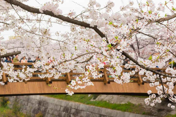 Beautiful Pink Cherry Blossom Full Bloom Japanese Sakura View Yamazakigawa — Stock Photo, Image